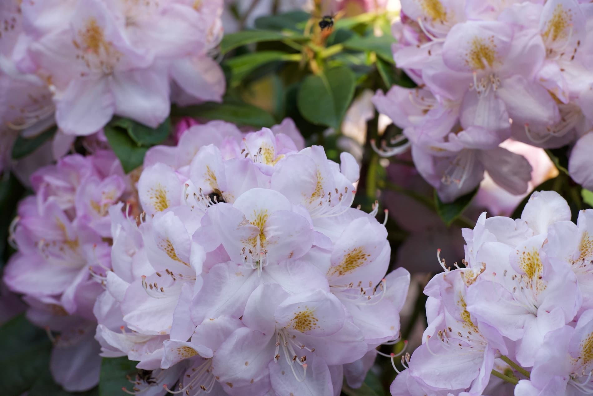 Beautiful gardens