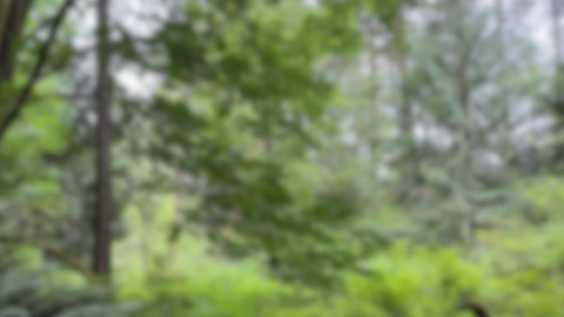 Blurred trees background